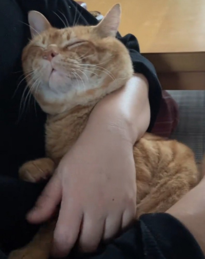 ゴロゴロ鳴く猫