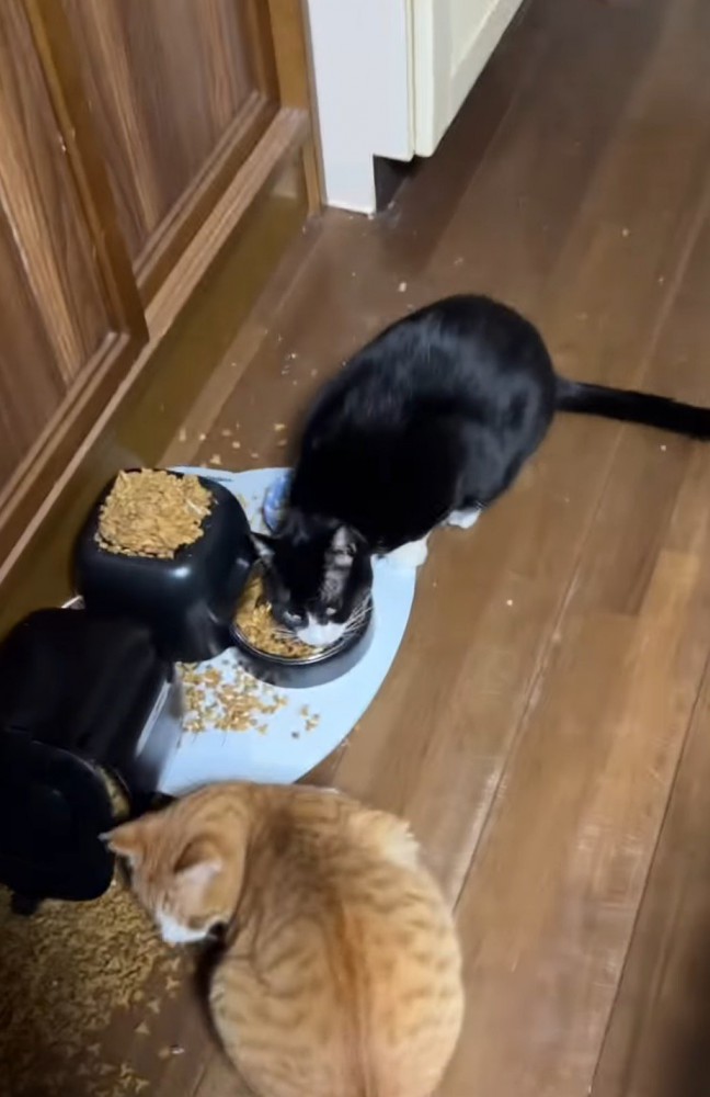 近づいてくる飼い主に視線を移すハチワレ猫