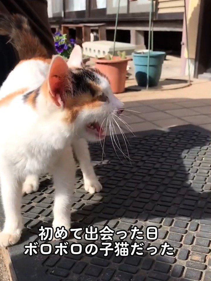 外で鳴く子猫