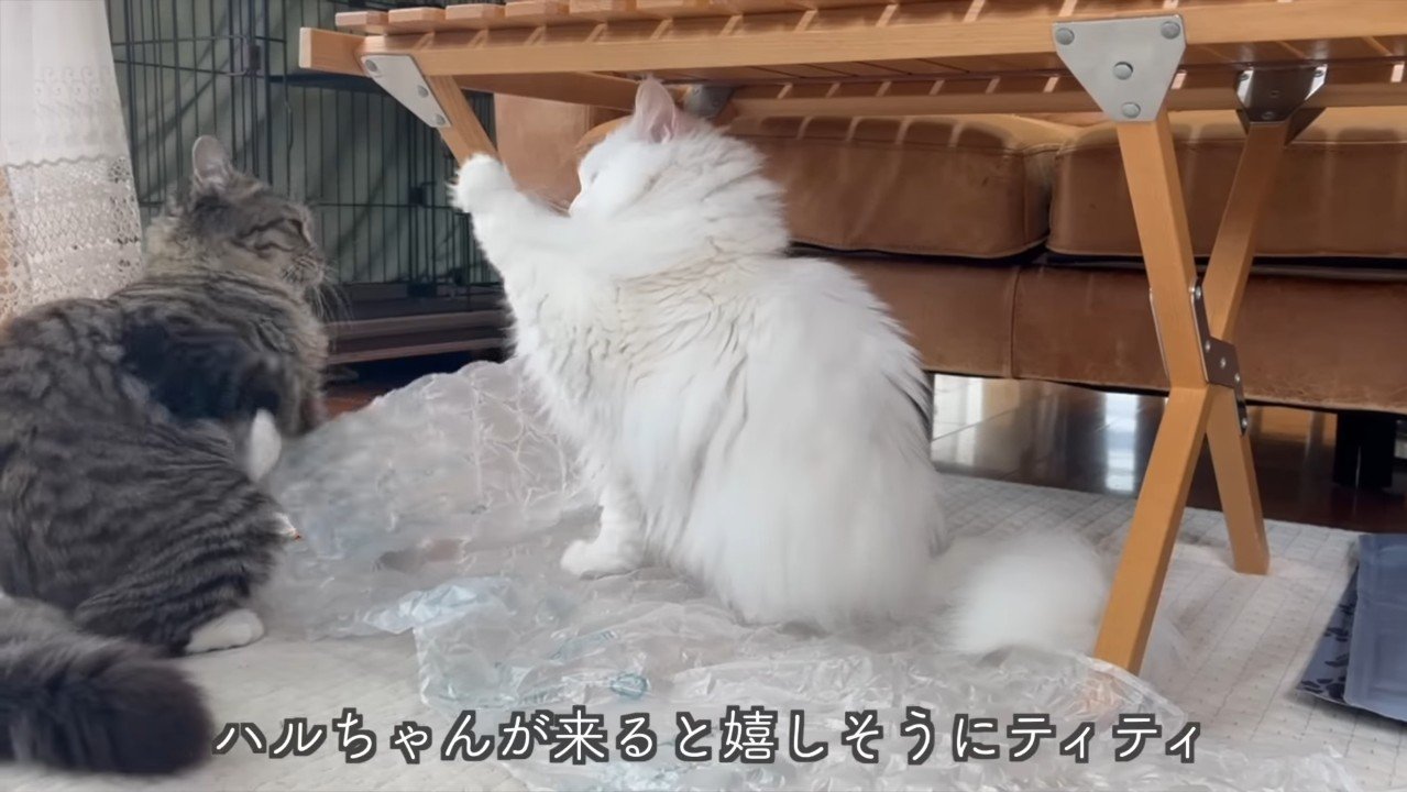 前足を上げるシロちゃん