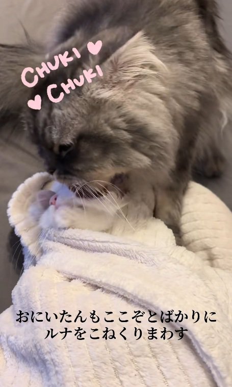 タオルで包まれている子猫をなめる猫