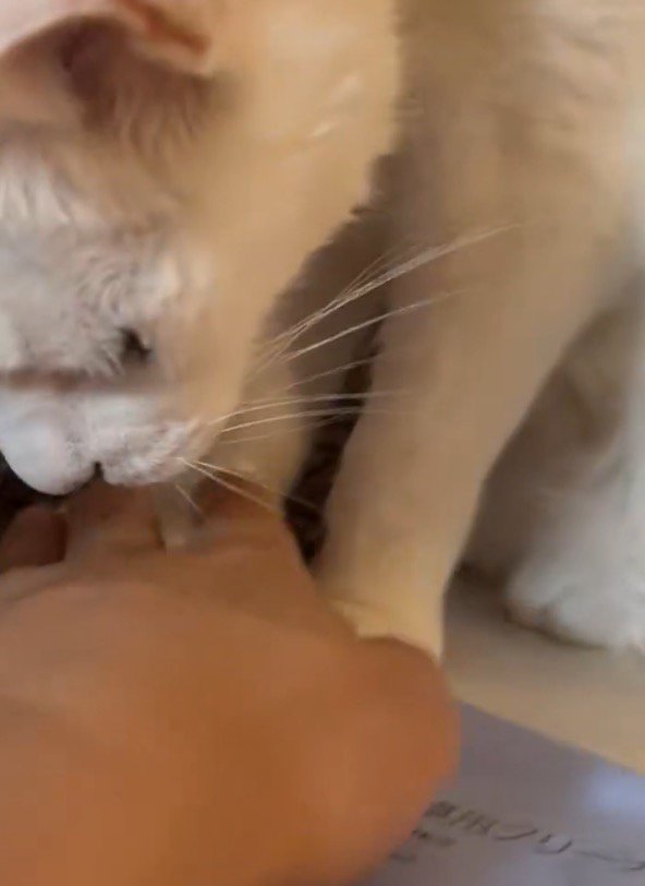 キーボードに乗っている猫の前足を退ける飼い主