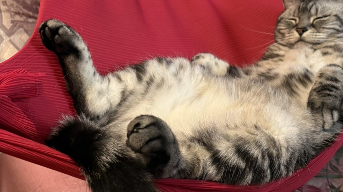 足を投げ出している猫の様子