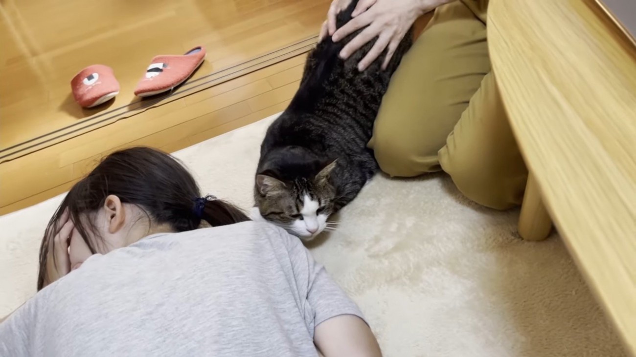 キジトラ白猫が人に寄り添っている様子