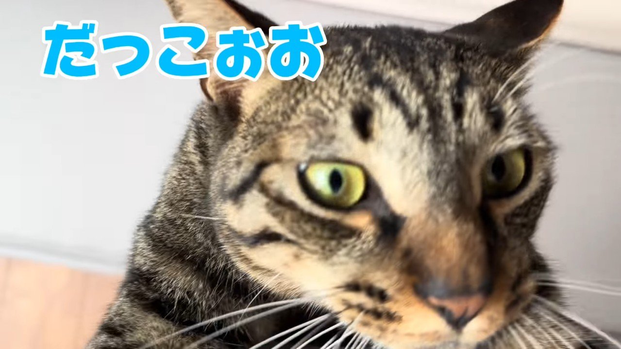 だっこぉお
