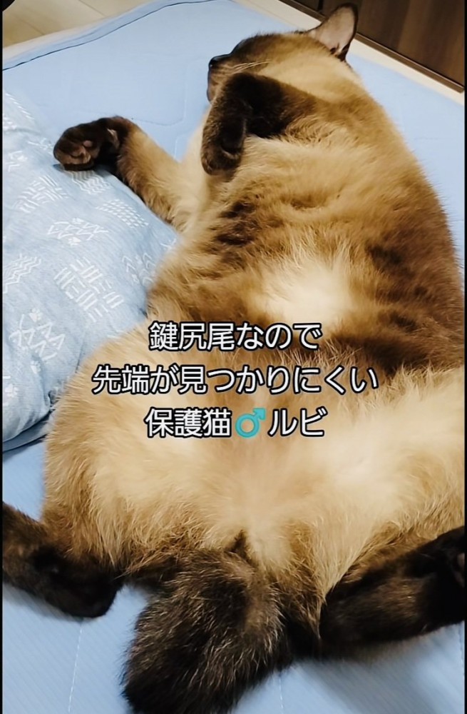 仰向けで寝るシャム猫