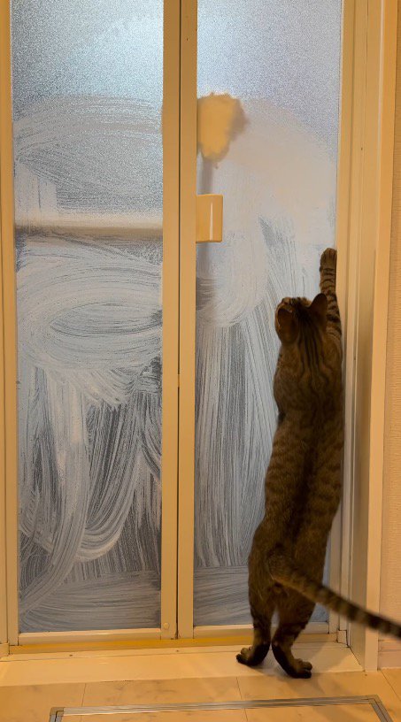 着地して飼い主の手を見つめる猫
