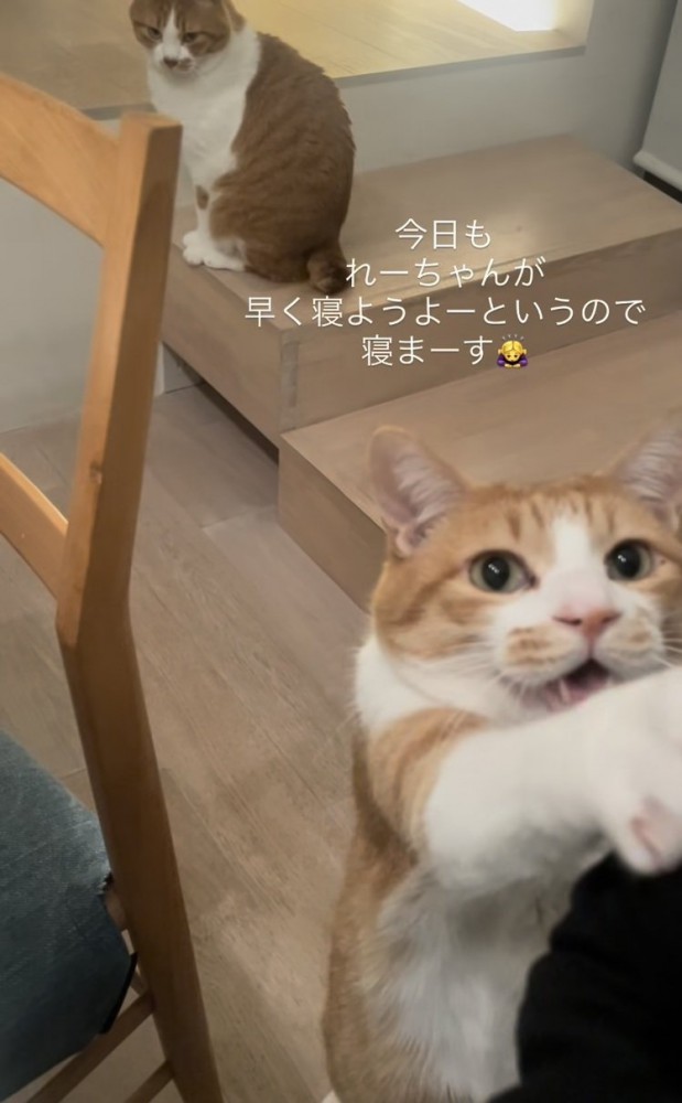 ママをベッドに誘う茶白猫と後ろの階段に座る茶白猫