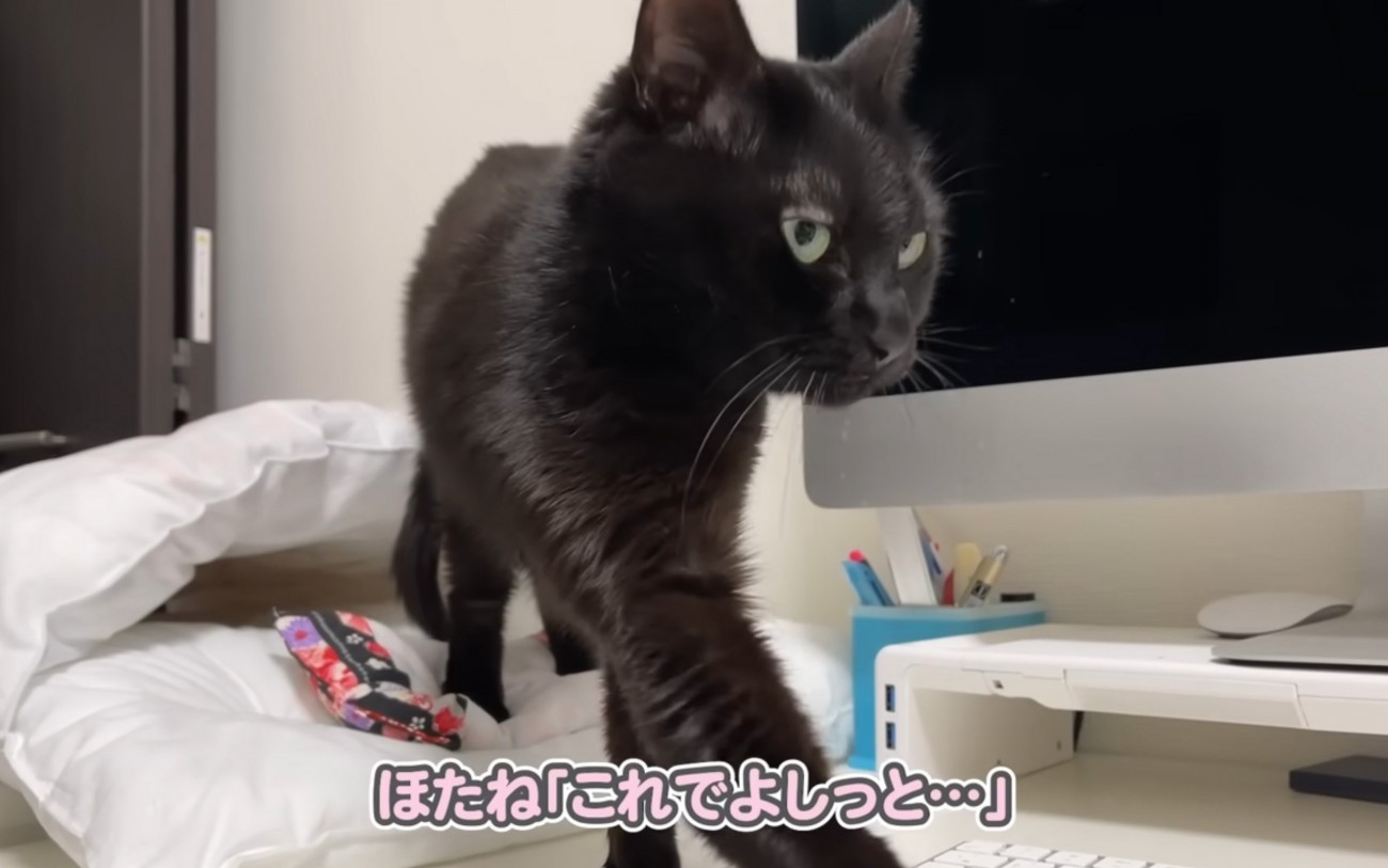 起きた猫