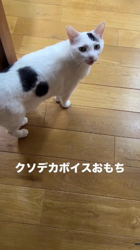 飼い主を見上げる猫