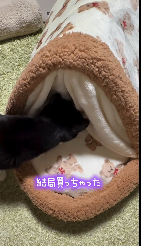 猫用ベッドの入り口に顔を近づける猫