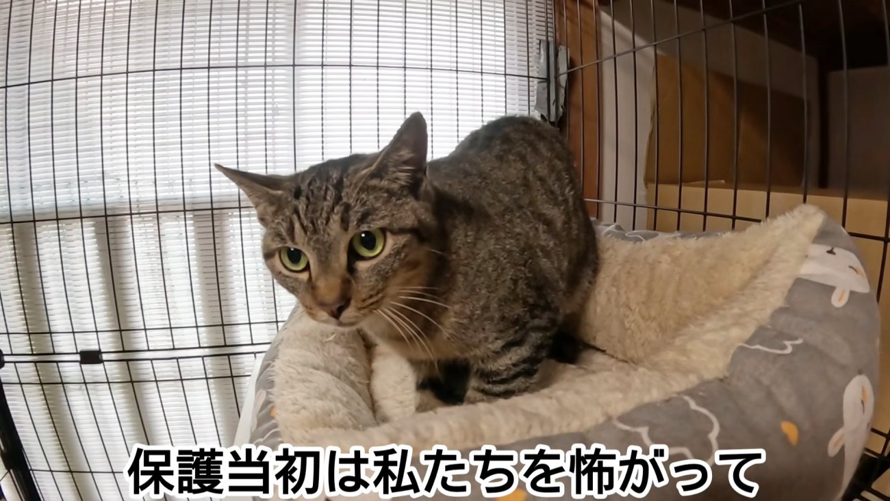 ケージの中にいる猫
