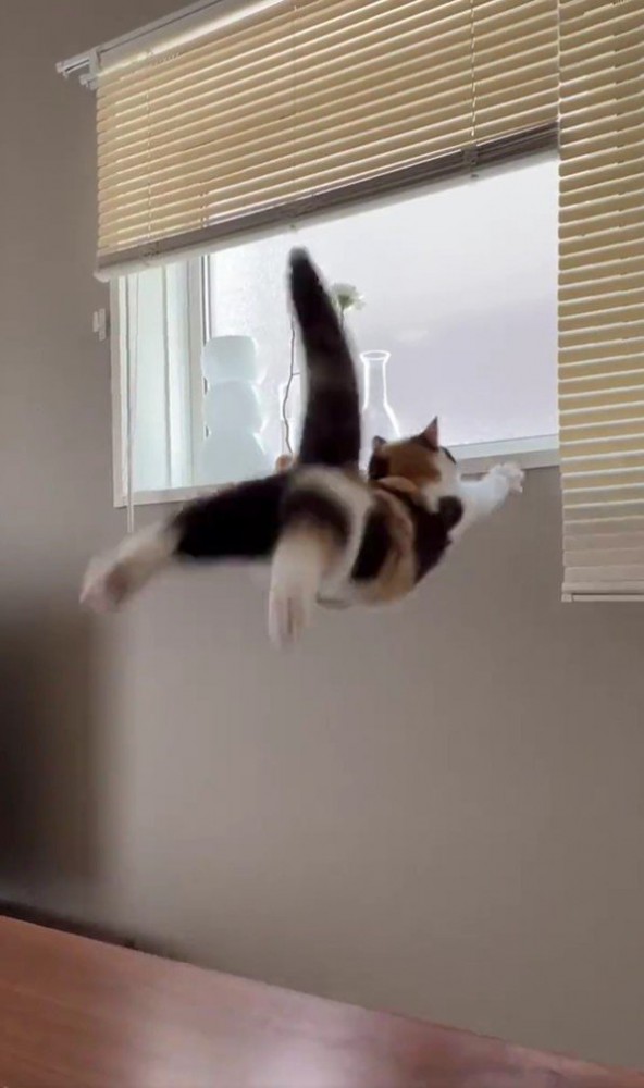 ジャンプする猫