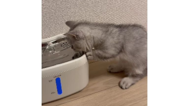猫と自動給水機