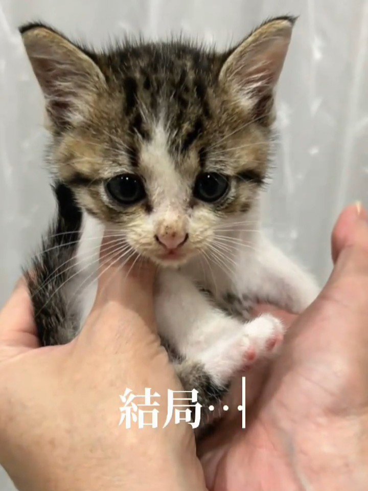 人の手のひらに乗る子猫