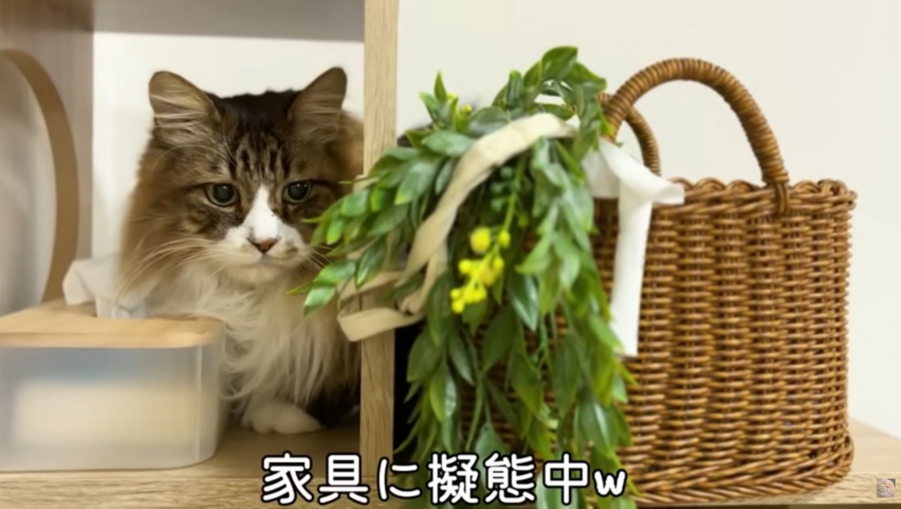 家具に擬態しているぽこまる