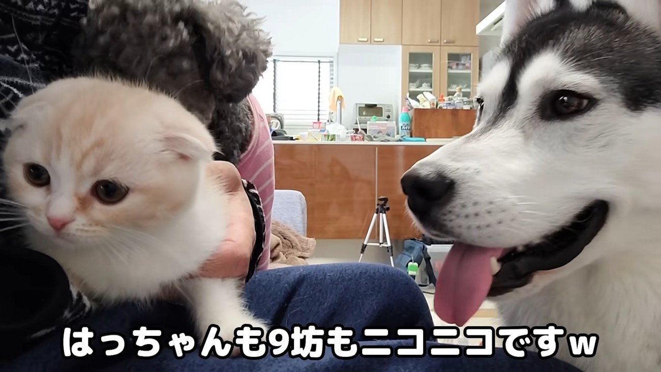 犬に見られる子猫