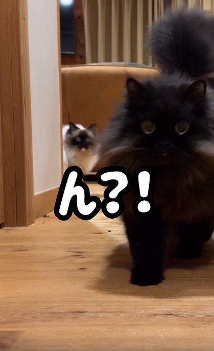 猫の後ろにいる別の猫