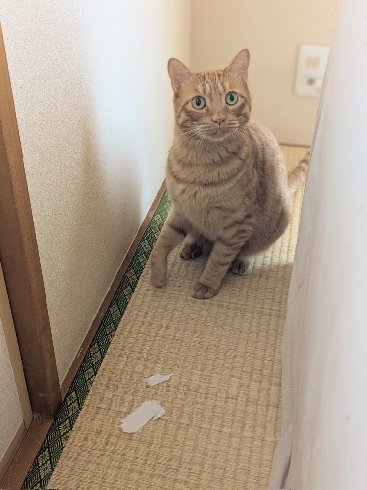 畳の上でおすわりする猫