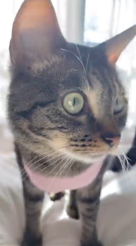 飼い主の方へ体を向ける猫