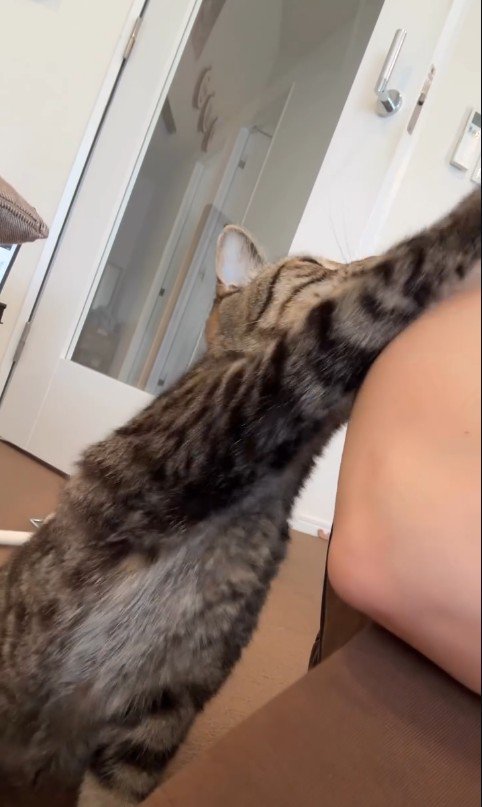 人に向かって手を伸ばしている猫