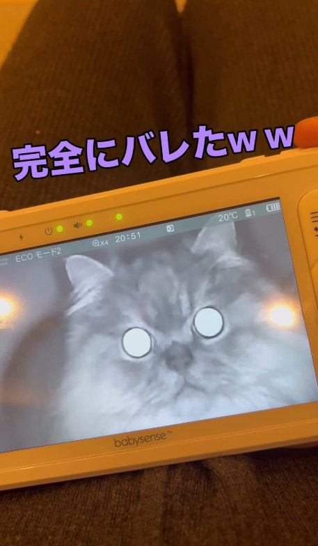 モニターをガン見する猫