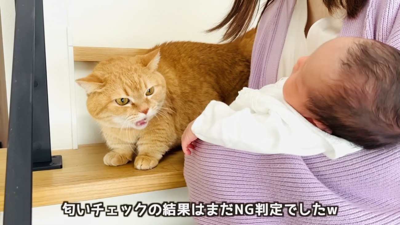 赤ちゃんを威嚇する茶トラマンチカン