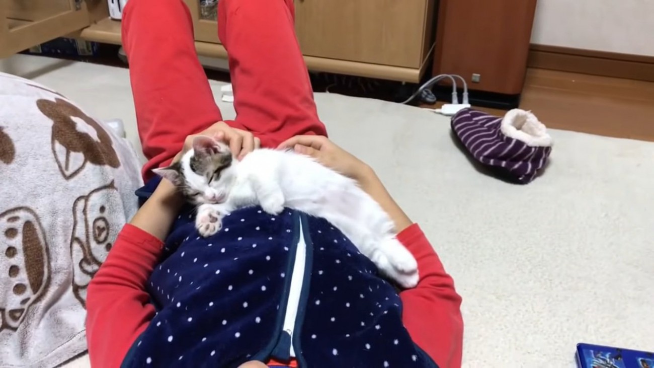 男の子のお腹の上で寝る子猫