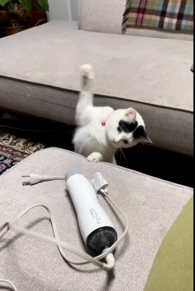 ドライヤーにパンチする三毛猫