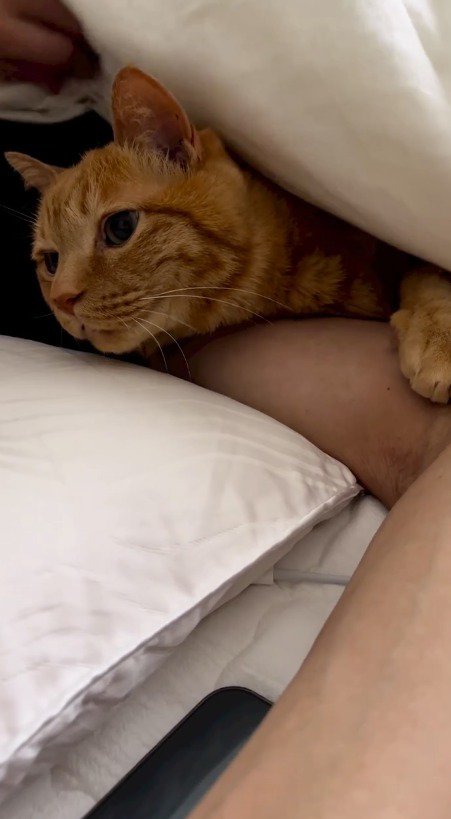 男性の腕に顔を乗せて、布団の外を見る猫