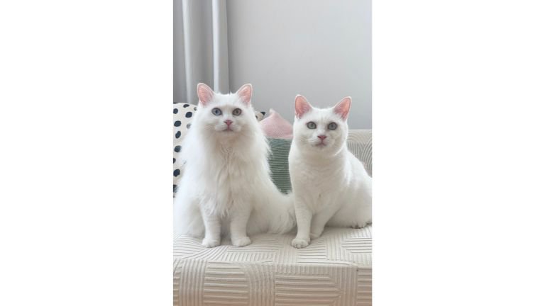 室内にいる猫たち