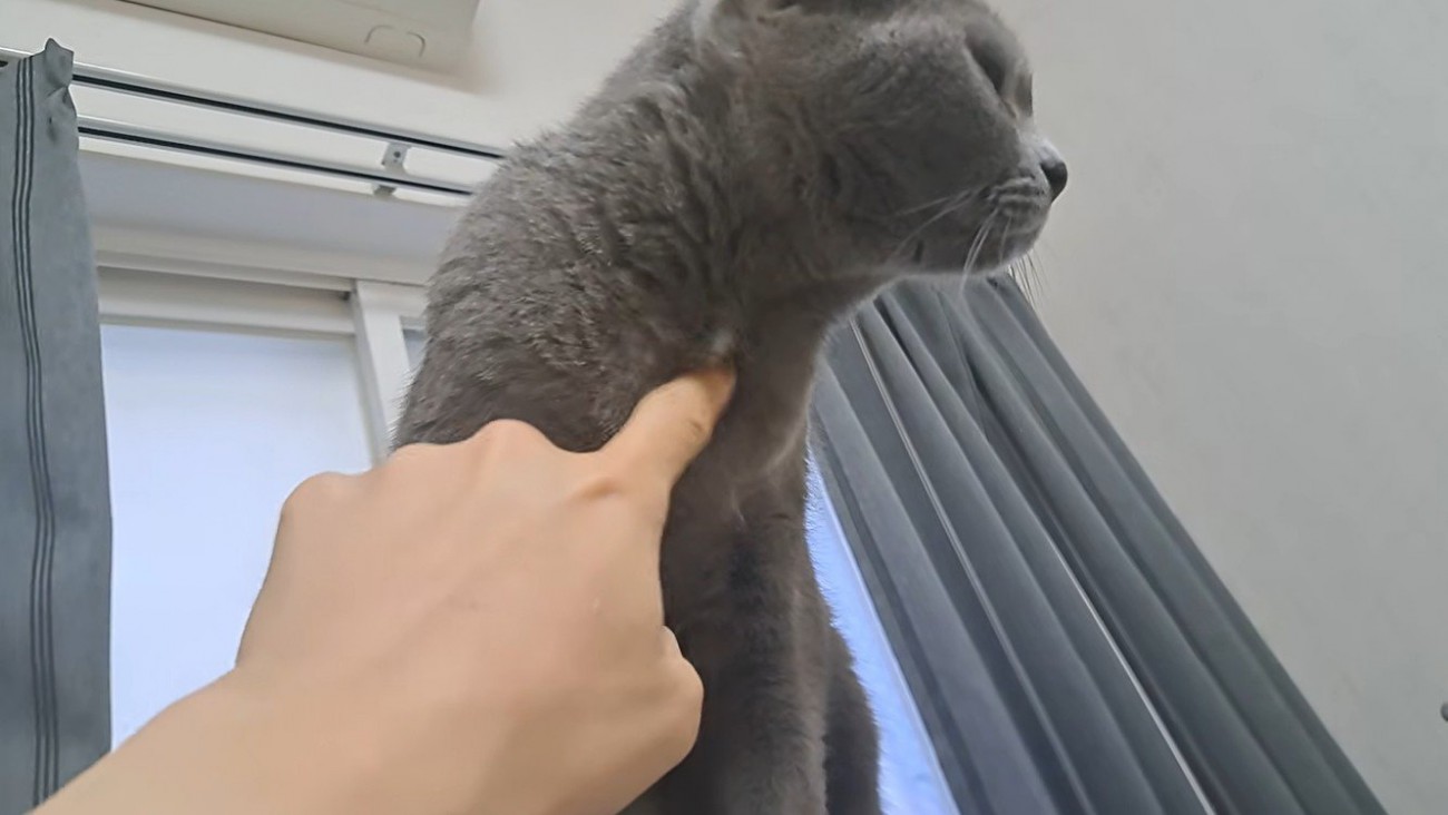 首元で遊ばれる猫