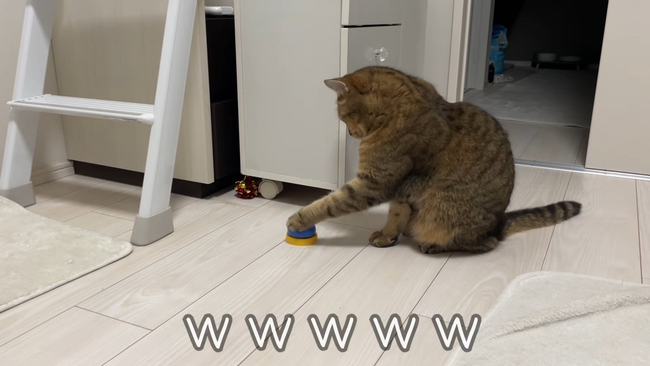 左手をベルに乗せている猫の横姿