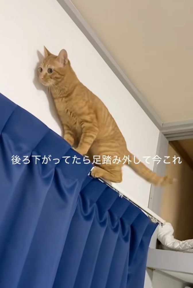 後ろに下がる猫