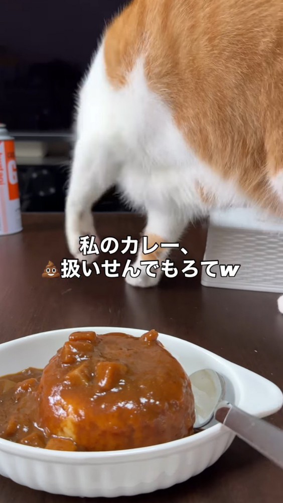 テーブルを前足で掻く猫