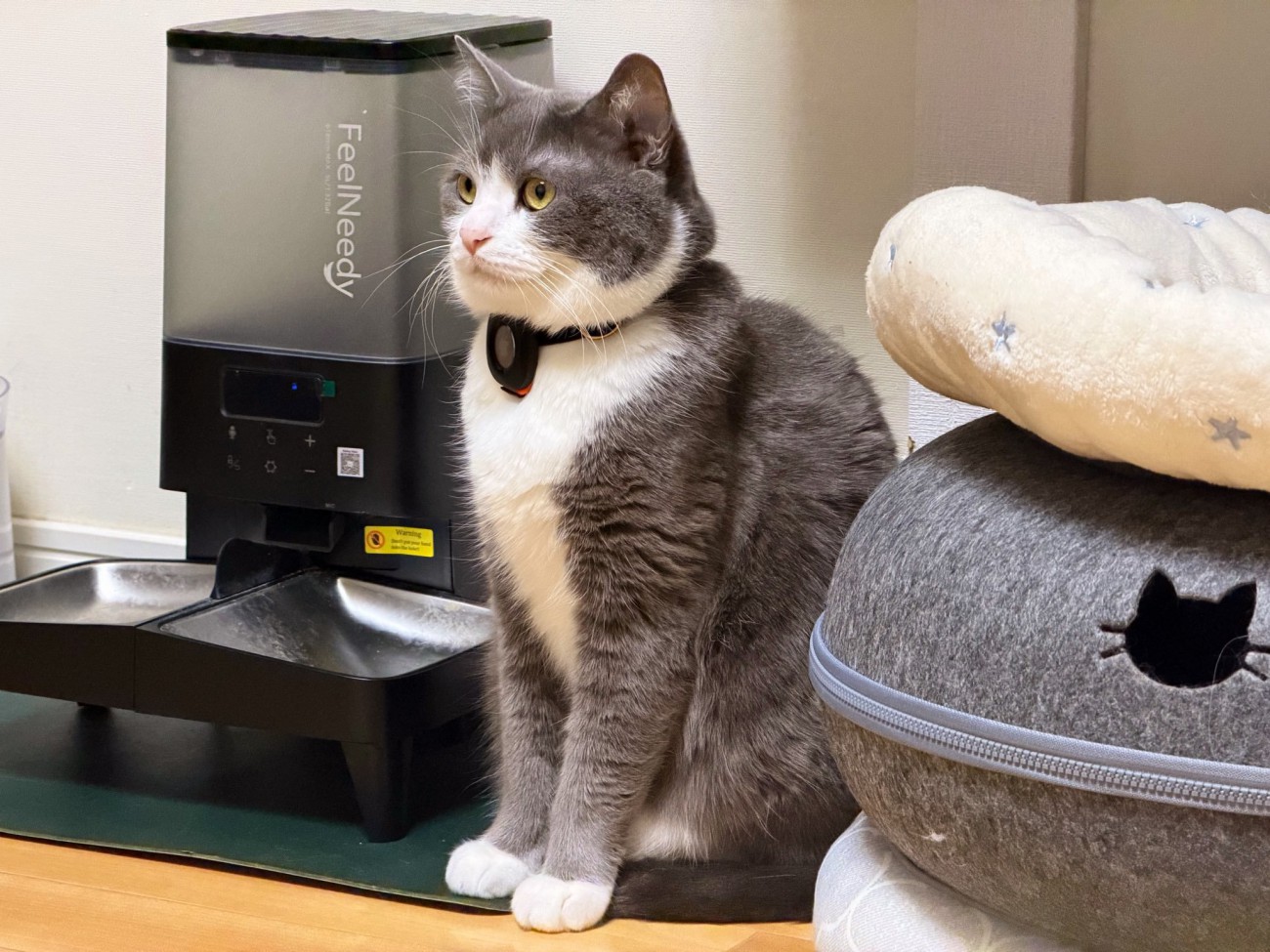 ご飯待ちで座り込む猫