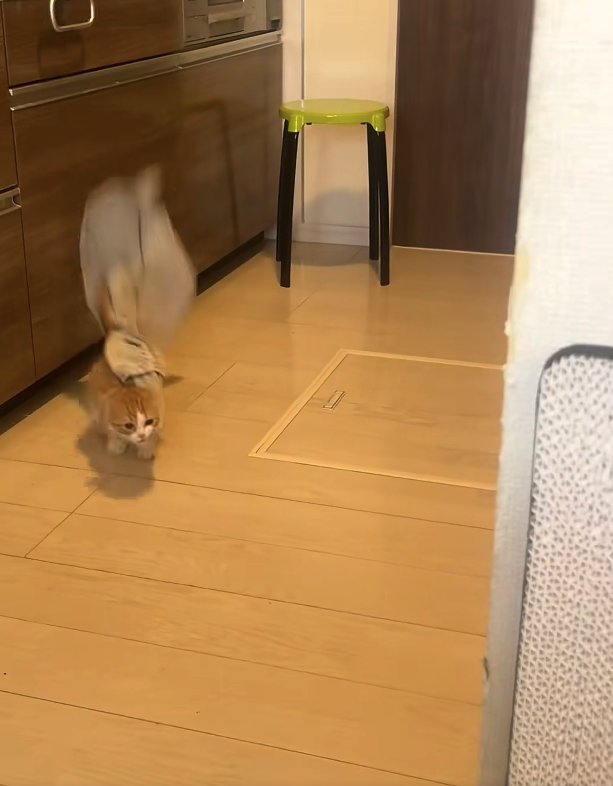 落ちたタオルをくわえて走っている猫