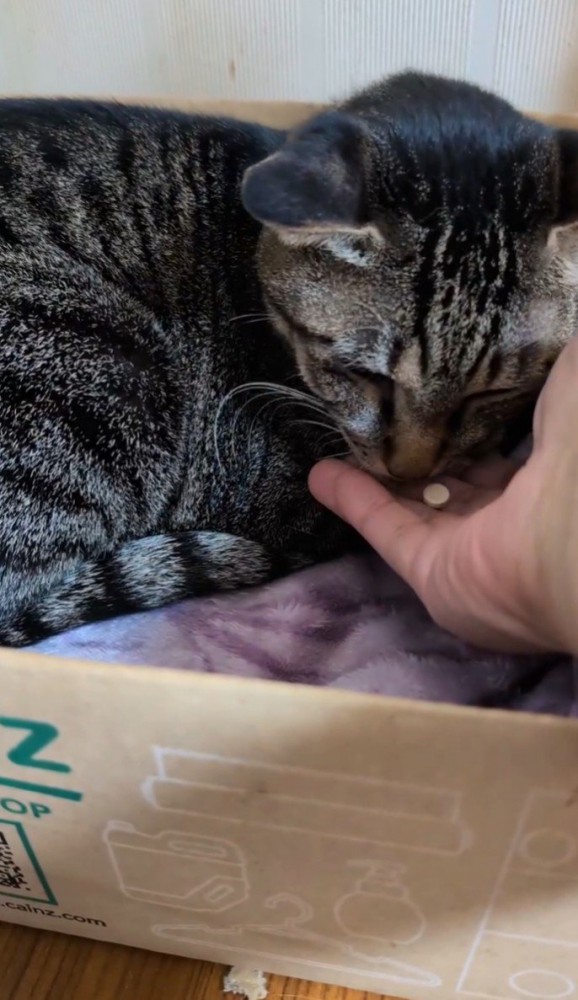 薬を飲む猫