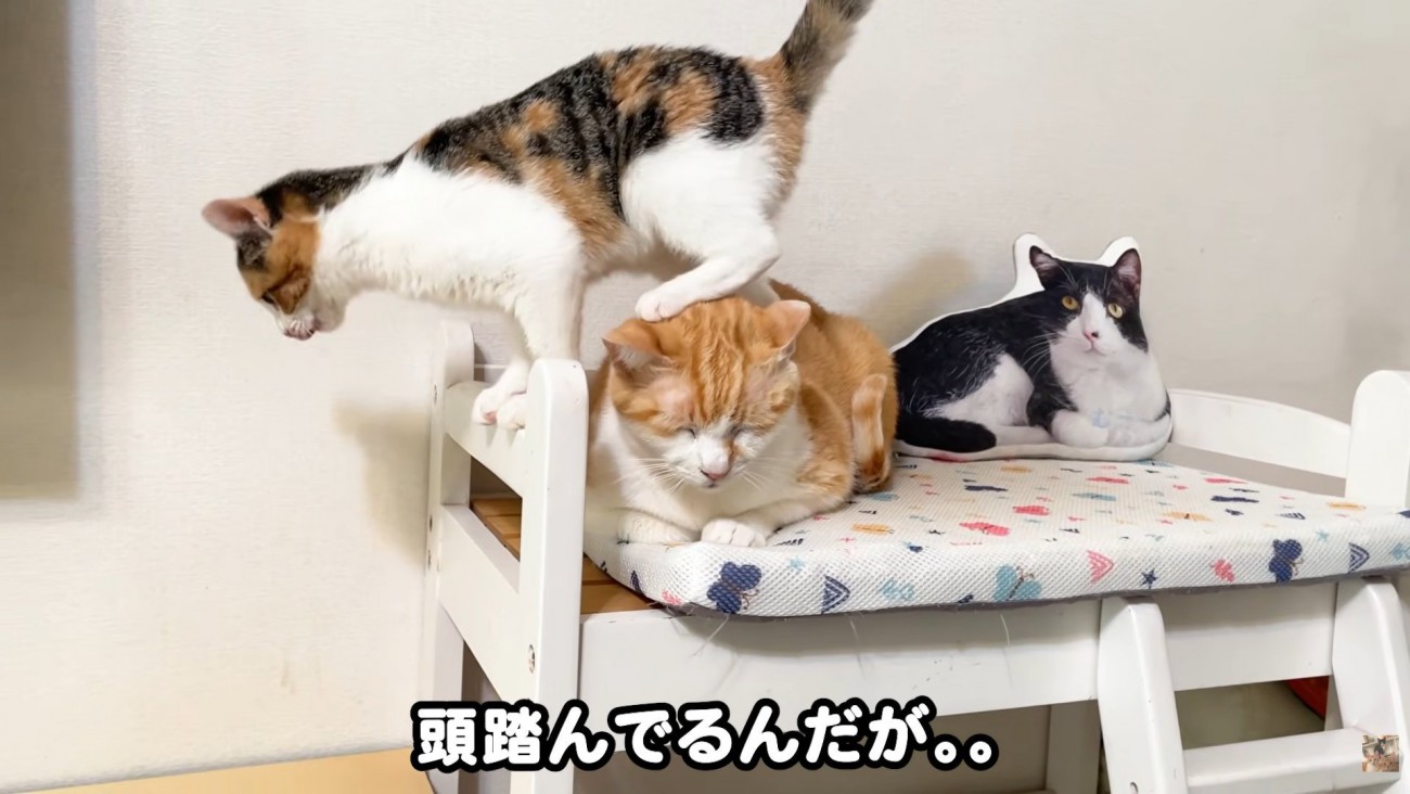 テロップ「頭踏んでるんだが..」