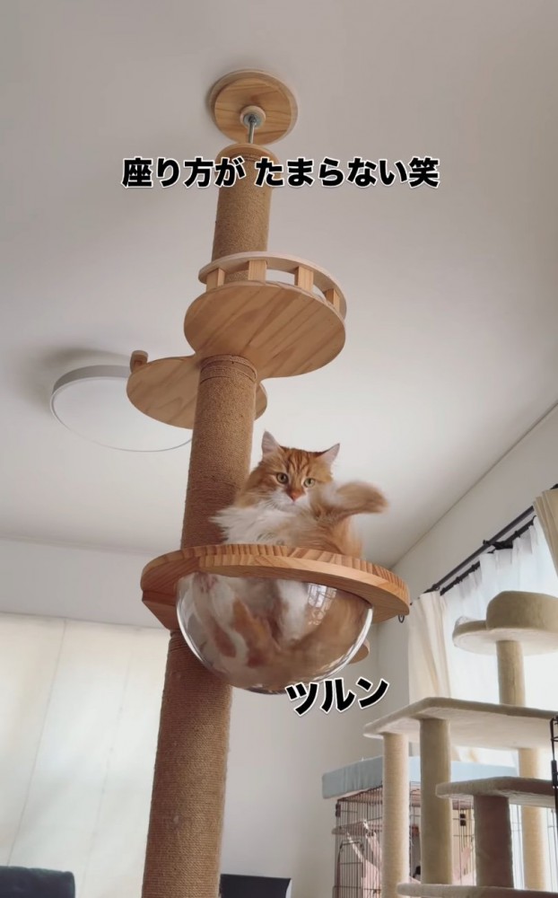 ボウルに座る猫2
