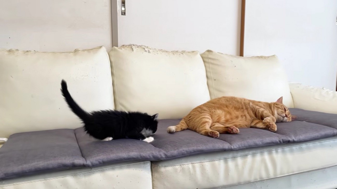 寝ている茶トラ猫と側にいる子猫