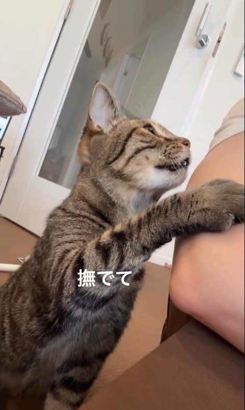 人に向かって手を伸ばしている猫