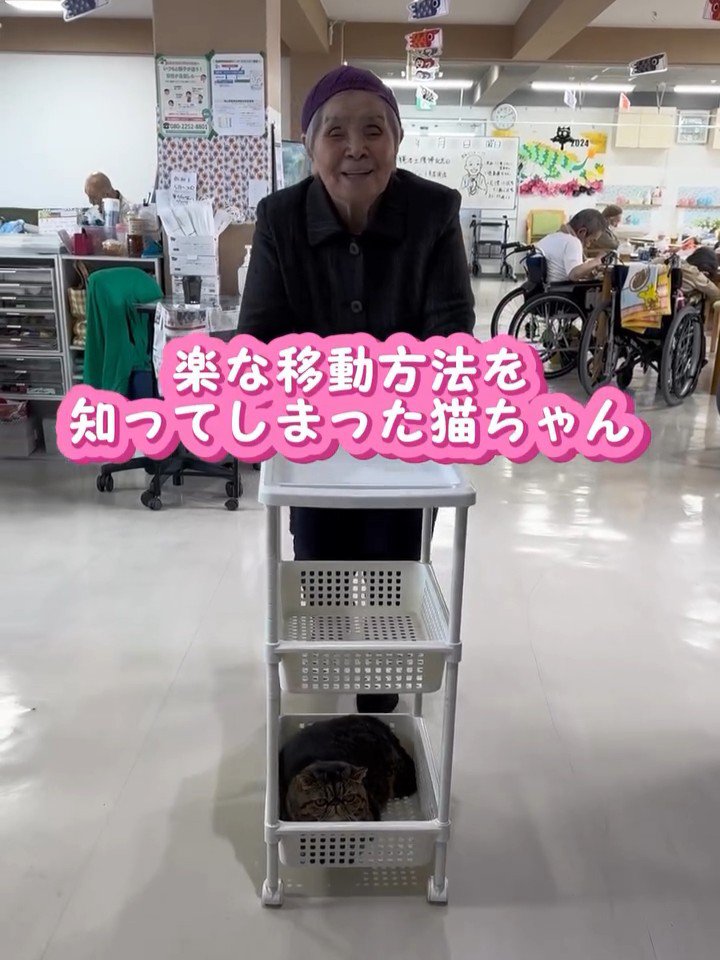 キッチンワゴンに乗る猫