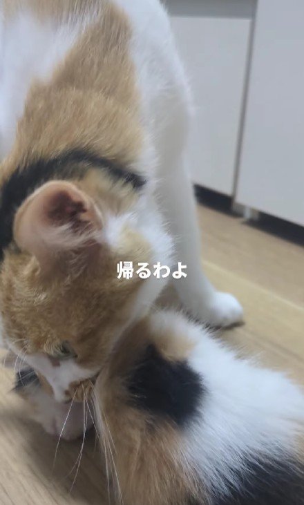 三毛猫の親子