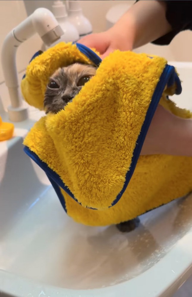 タオルドライ猫