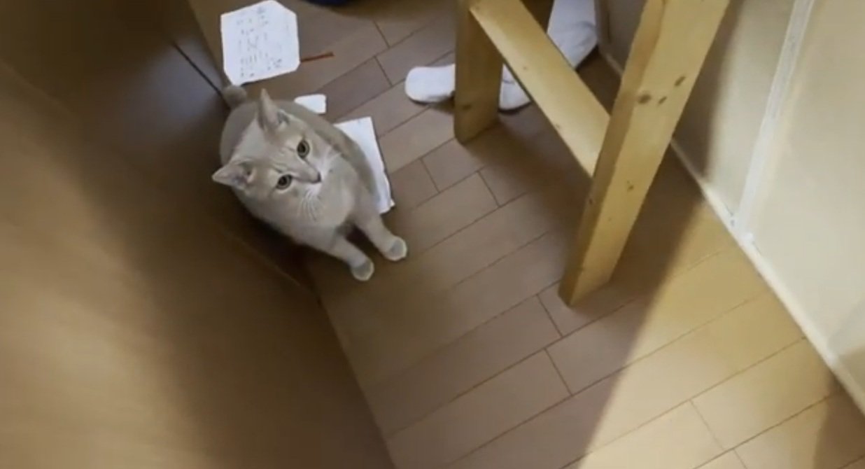 ベッドの下にいる猫