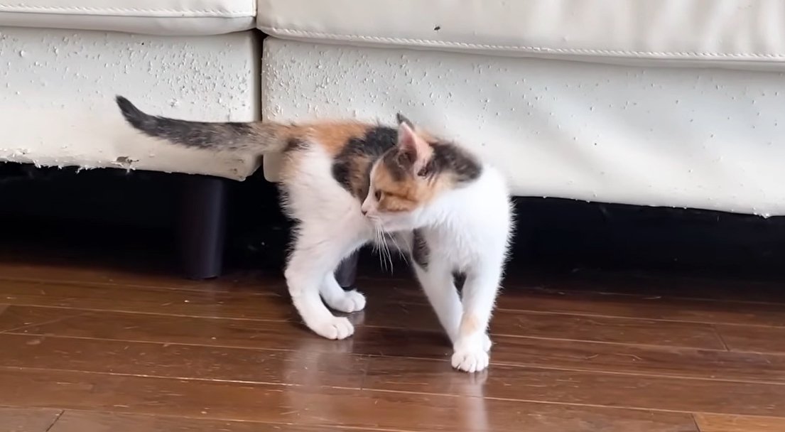 シッポを気にする