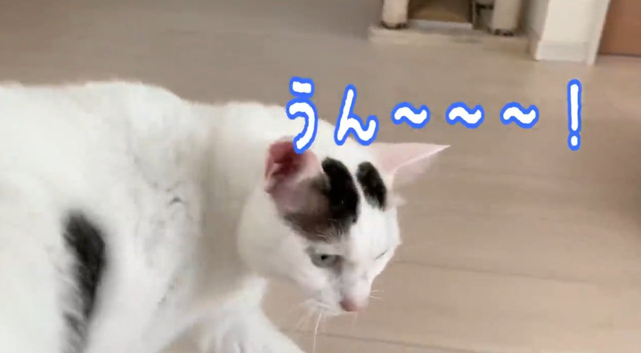 鳴いている猫