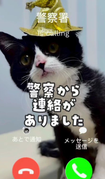 帽子をかぶった白黒猫