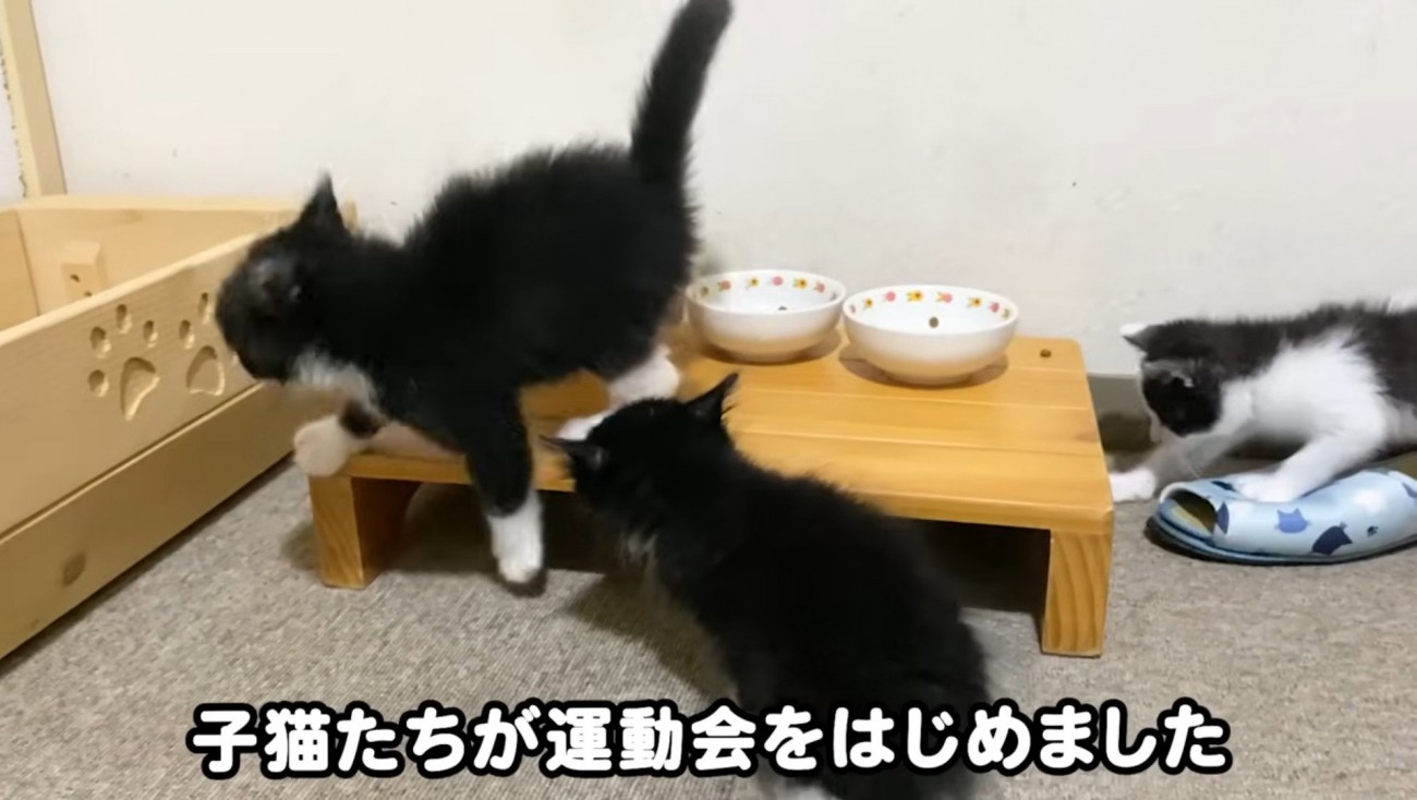 仲良く遊ぶ3匹の子猫